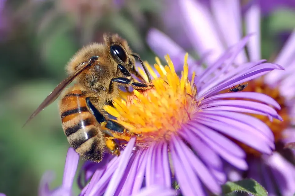 Une abeille mellifère butine le cœur jaune d'une fleur d'aster aux pétales violets