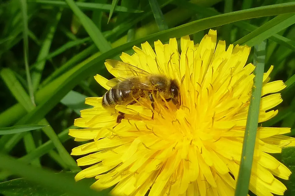 Une abeille mellifère butinant au cœur d'une fleur de pissenlit jaune vif, entourée d'herbe verte
