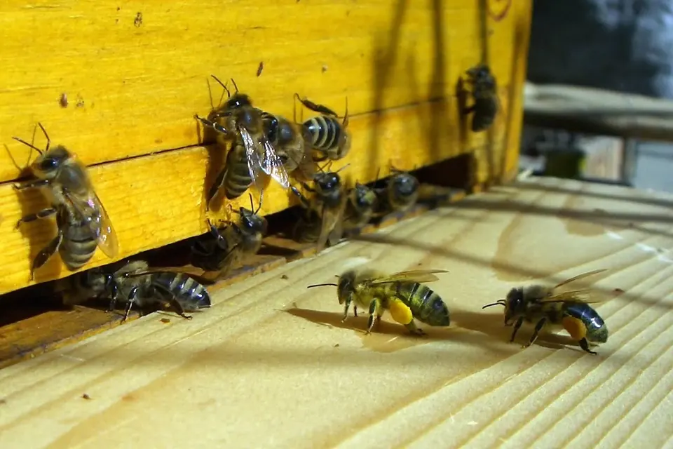 Gros plan sur l'entrée d'une ruche jaune : des abeilles se posent sur la planche d'envol, certaines les pattes chargées de pollen
