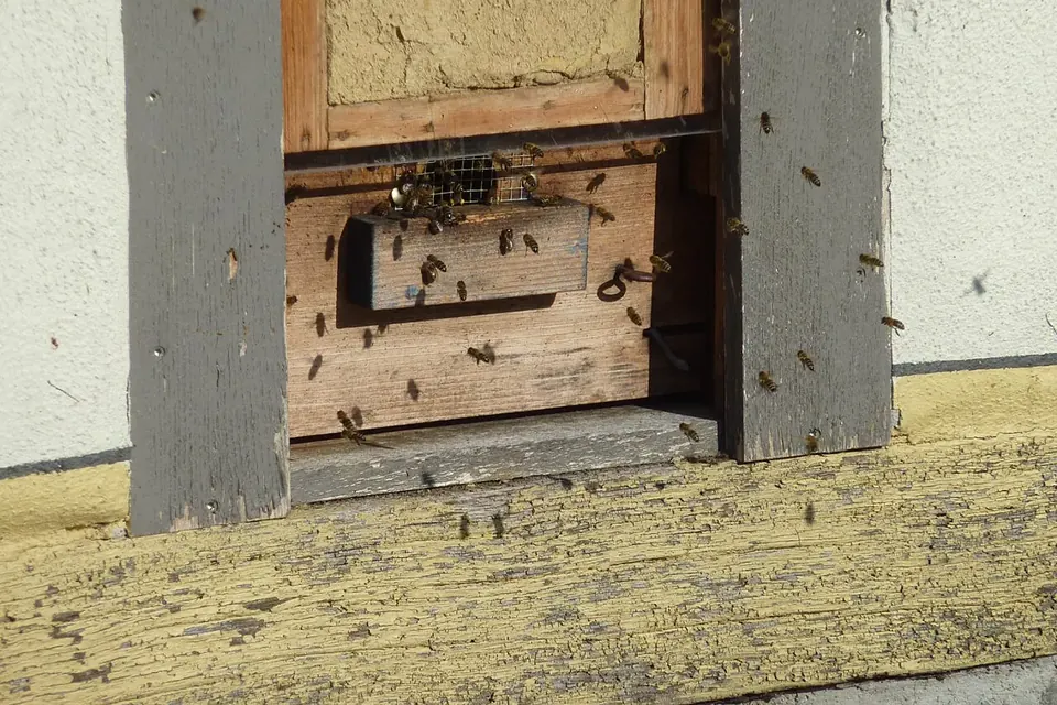Entrée d'une ruche aménagée dans le mur en bois d'un abri de jardin ancien, quelques abeilles sur la façade ensoleillée