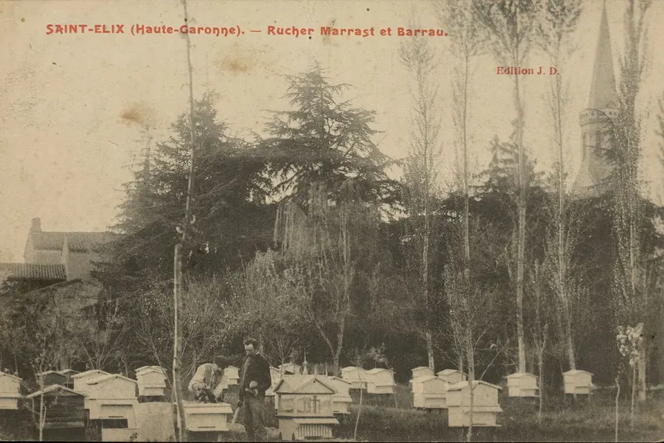 Carte postale ancienne d'un rucher en Haute-Garonne : une longue rangée de ruches blanches devant un bosquet de grands arbres