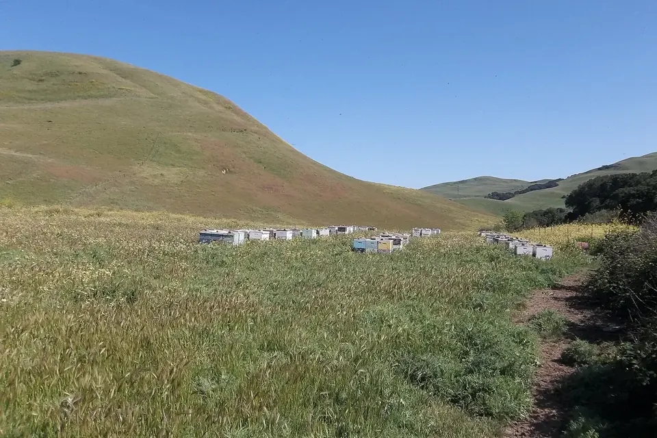Une rangée de ruches blanches au pied d'une colline herbeuse sous un ciel bleu, un sentier de terre au premier plan