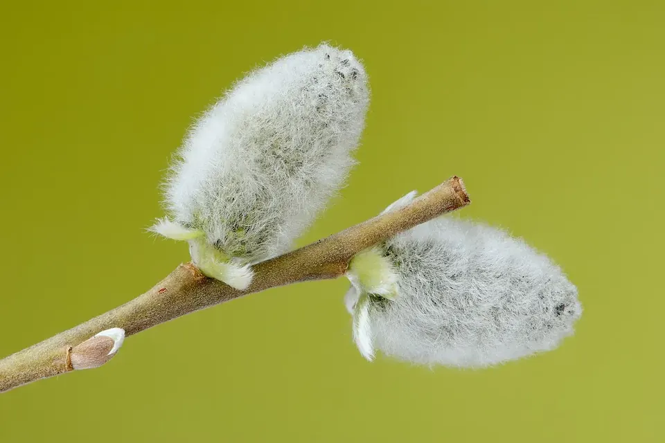 Deux chatons argentés et duveteux de saule marsault sur une branche, sur fond vert-jaune flou