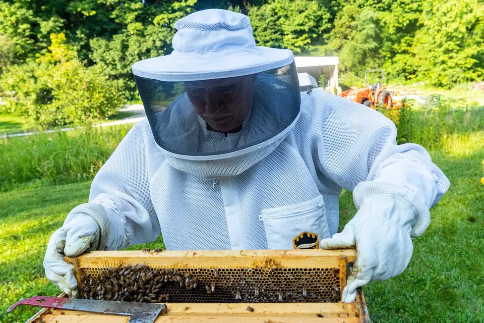 Apiculteur en combinaison et voile de protection soulevant un cadre couvert d'abeilles au-dessus d'une ruche, dans un jardin